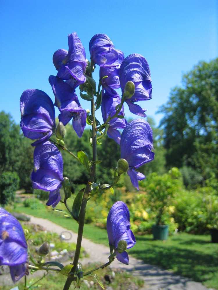 Aconitum (Eisenhut)